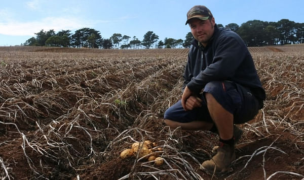 Potato farmers in south-east Victoria are missing out on profits as potatoes lie in paddocks unharvested.
