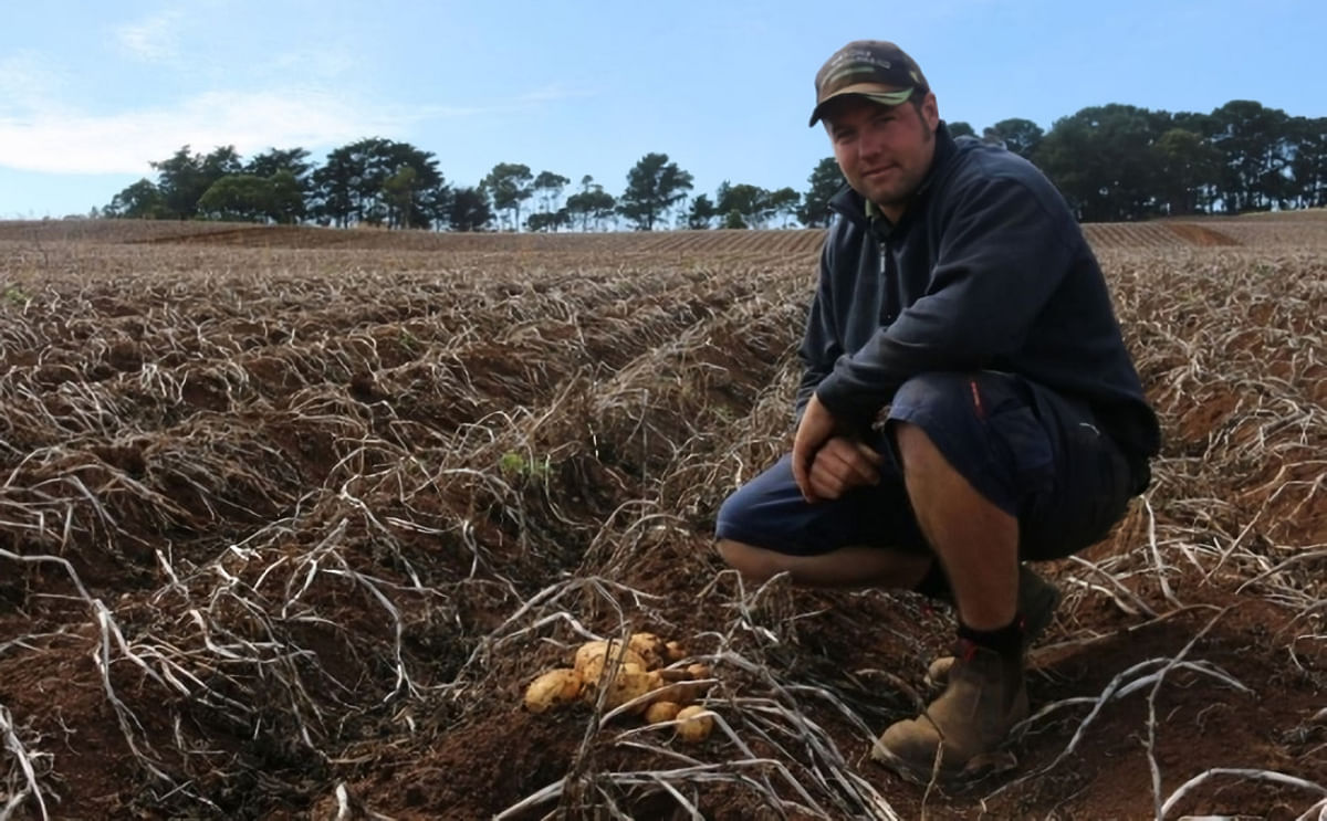 Potato farmers in south-east Victoria are missing out on profits as potatoes lie in paddocks unharvested. Potato farmers in south-east Victoria are missing out on profits as potatoes lie in paddocks unharvested.