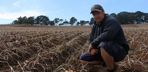 Potato farmers in south-east Victoria are missing out on profits as potatoes lie in paddocks unharvested.