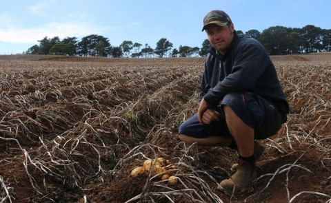 Victorian brushed potato growers are losing their battle against sandy soil spuds from South Australia Victorian brushed potato growers are losing their battle against sandy soil spuds from South Australia