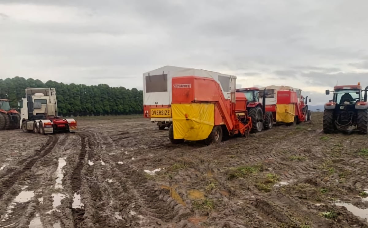 Rain decimates Tasmanian potato crop; processors fear European spuds will be dumped on Aussie market Rain decimates Tasmanian potato crop; processors fear European spuds will be dumped on Aussie market
