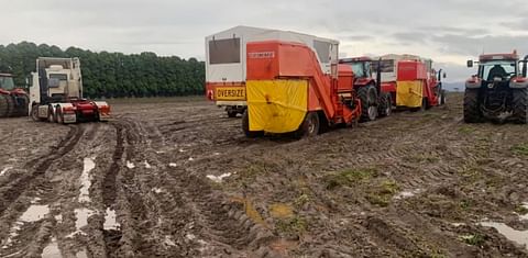 Rain decimates Tasmanian potato crop; processors fear European spuds will be dumped on Aussie market
