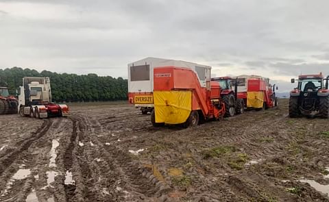 Rain decimates Tasmanian potato crop; processors fear European spuds will be dumped on the Aussie market.(Courtesy: Trevor Hall)
Rain decimates Tasmanian potato crop; processors fear European spuds will be dumped on the Aussie market.(Courtesy: Trevor Hall)