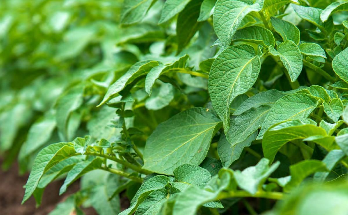 The Australian Industry Association AUSVEG has published a Potato Growers’ Biosecurity Manual, a guide to farm biosecurity measures to reduce the risk of weeds, pests, and diseases impacting production.