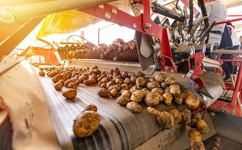 Automated systems handle potato harvesting and sorting with speed and consistency. Automated systems handle potato harvesting and sorting with speed and consistency.