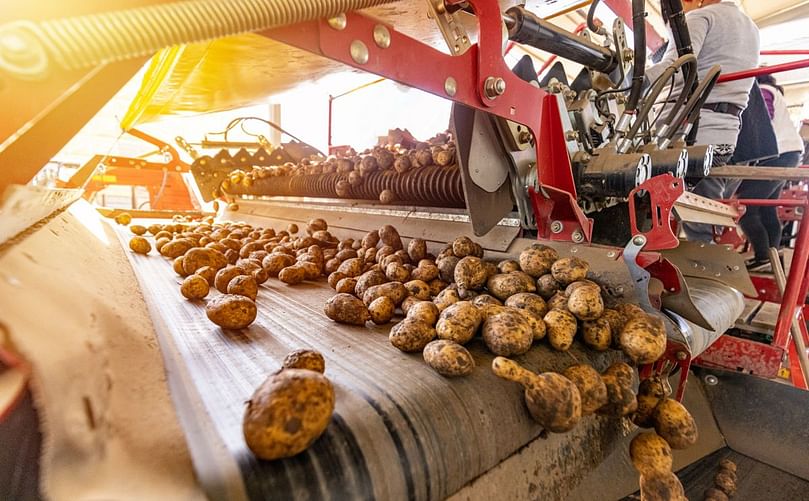 Automated systems handle potato harvesting and sorting with speed and consistency. Automated systems handle potato harvesting and sorting with speed and consistency.