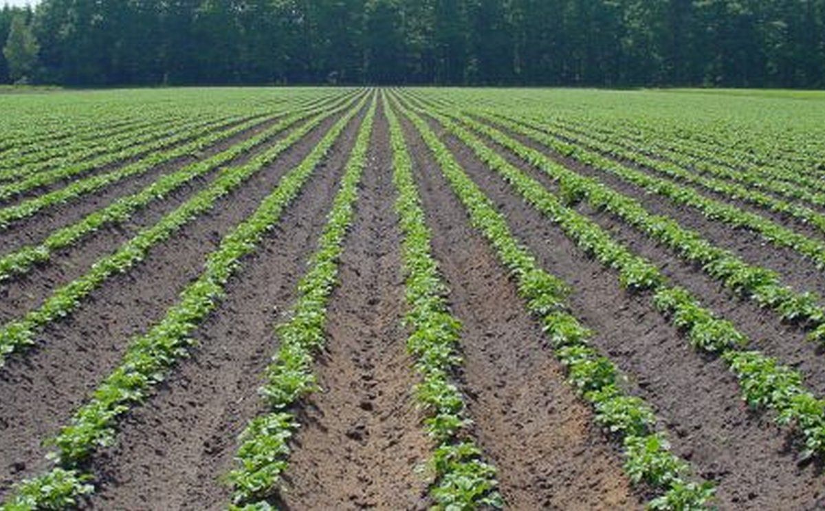 Dutch Potato Starch manufacturer Avebe will pay its members&nbsp;76.50 euros per ton of potatoes.
