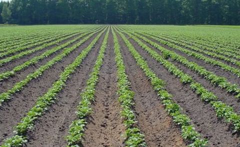 Dutch Potato Starch manufacturer Avebe will pay its members 76.50 euros per ton of potatoes.
Dutch Potato Starch manufacturer Avebe will pay its members 76.50 euros per ton of potatoes.