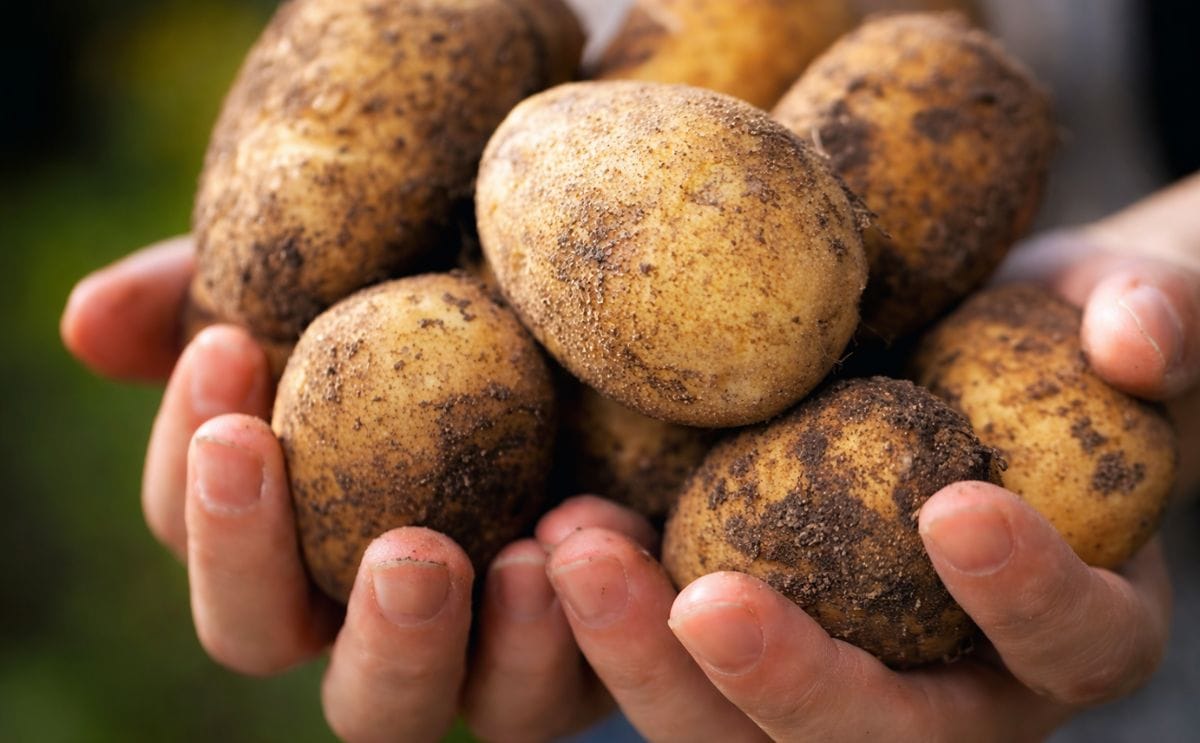 In financial year 2014/2015 Cooperative Avebe achieved a performance price of 78.41 euros. This is the highest performance price achieved so far (2013/2014: 75.07 euros).