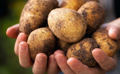 In financial year 2014/2015 Cooperative Avebe achieved a performance price of 78.41 euros. This is the highest performance price achieved so far (2013/2014: 75.07 euros). In financial year 2014/2015 Cooperative Avebe achieved a performance price of 78.41 euros. This is the highest performance price achieved so far (2013/2014: 75.07 euros).