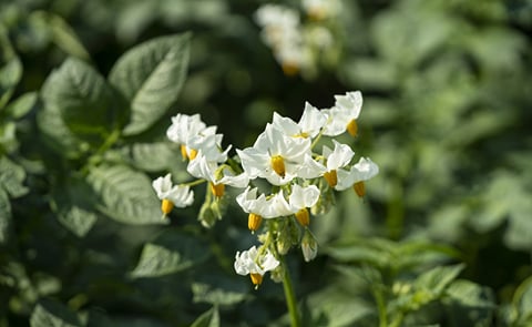 Research: Resilience and innovation in the agricultural sector in Europe Research: Resilience and innovation in the agricultural sector in Europe