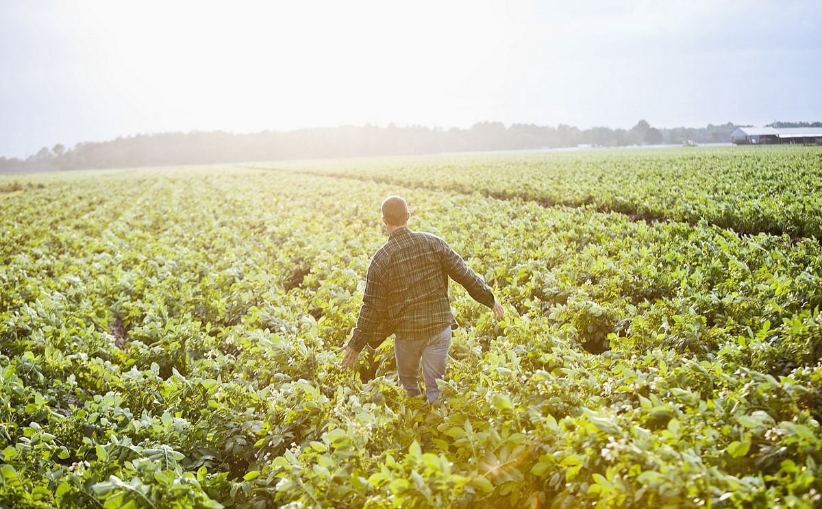 Potato Crop update June 2015 - by Aviko Potato Crop update June 2015 - by Aviko