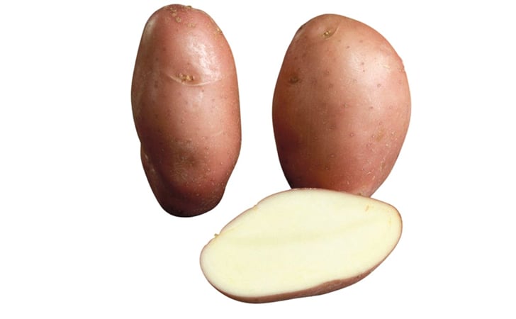 AXONA AXONA