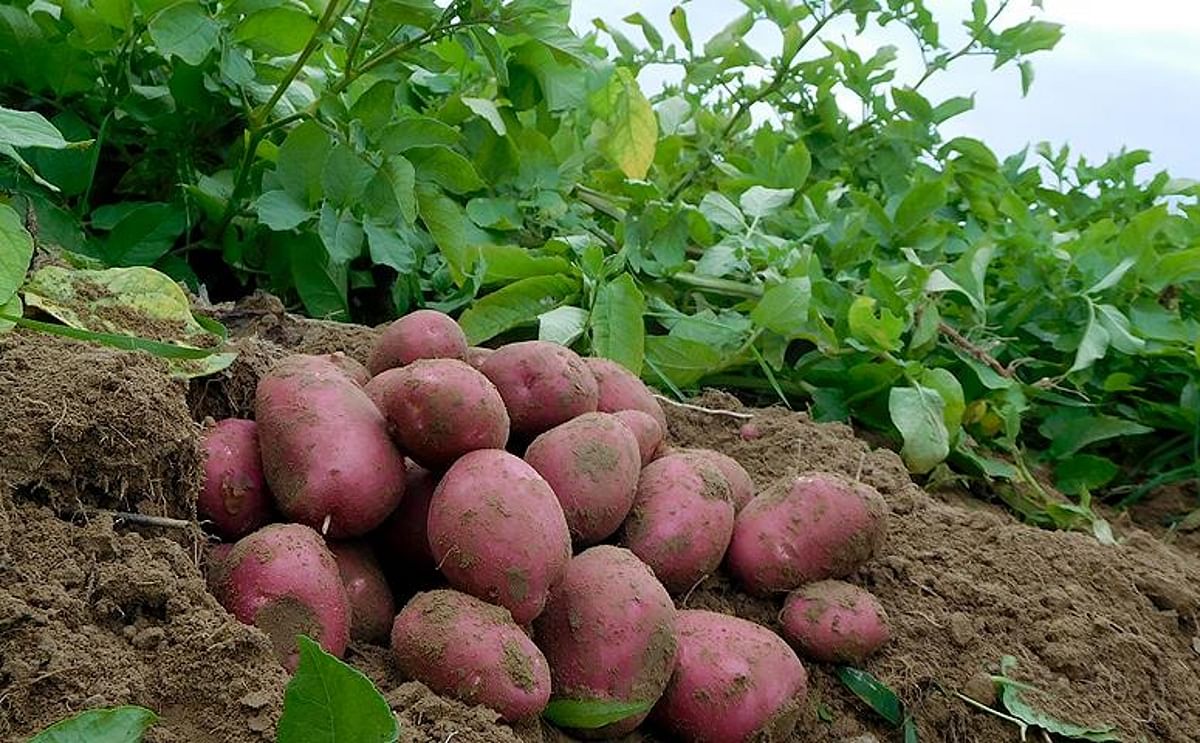 Poland’s 2024 potato harvest hits 6.35 million tons despite quality challenges Poland’s 2024 potato harvest hits 6.35 million tons despite quality challenges