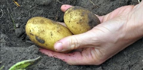 Ayrshire potatoes granted EU protected status