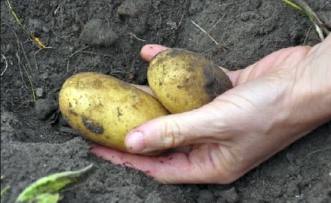 Ayrshire potatoes granted EU protected status Ayrshire potatoes granted EU protected status