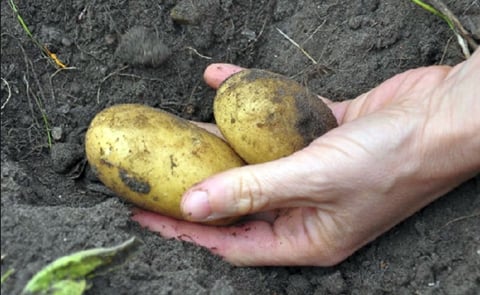 Ayrshire potatoes granted EU protected status Ayrshire potatoes granted EU protected status