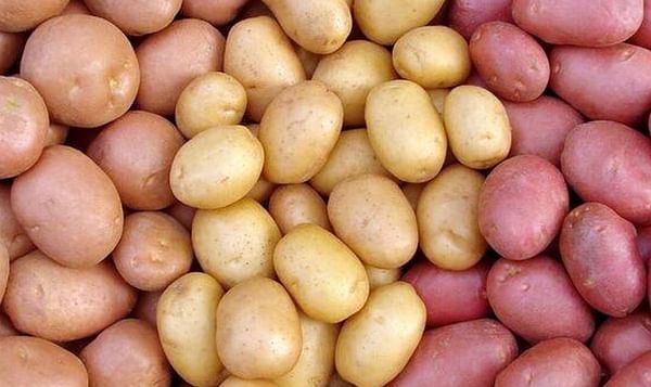 Azerbaijan growing foreign varieties of potatoes