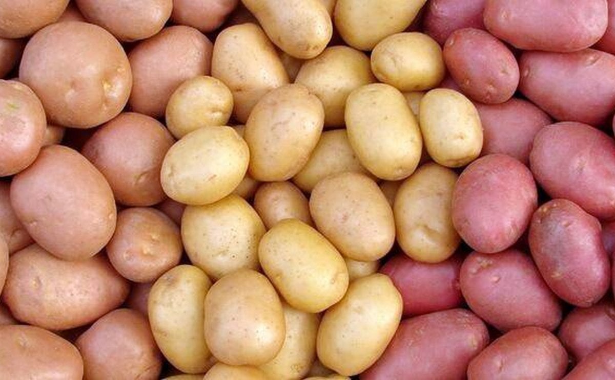 Azerbaijan growing foreign varieties of potatoes Azerbaijan growing foreign varieties of potatoes