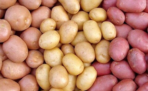 Azerbaijan is growing foreign varieties of potatoes Azerbaijan is growing foreign varieties of potatoes