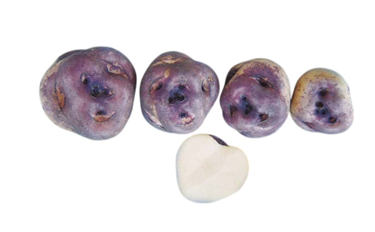 AZUL WAYTA | PotatoPro