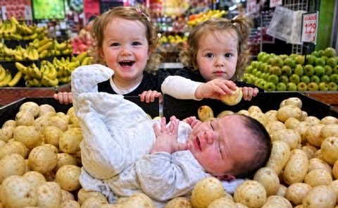 Harvest time for 'baby potatoes' in South Australia Harvest time for 'baby potatoes' in South Australia