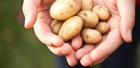 Transforming potato waste into a new industry for Australia