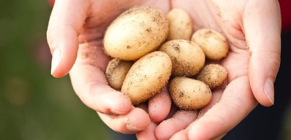 Transforming potato waste into a new industry for Australia