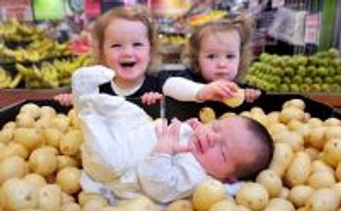 Harvest time for 'baby potatoes' in South Australia Harvest time for 'baby potatoes' in South Australia