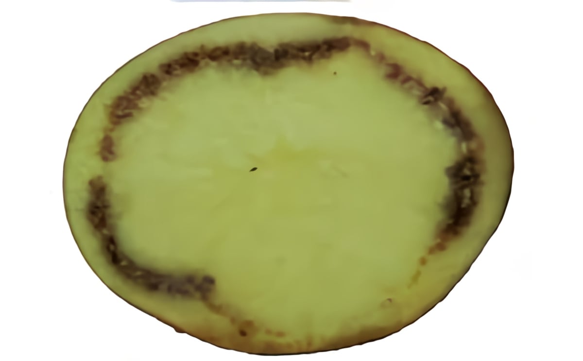 Bacterial ringrot Bacterial ringrot