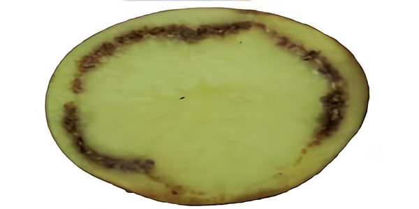  Bacterial ring rot in potatoes