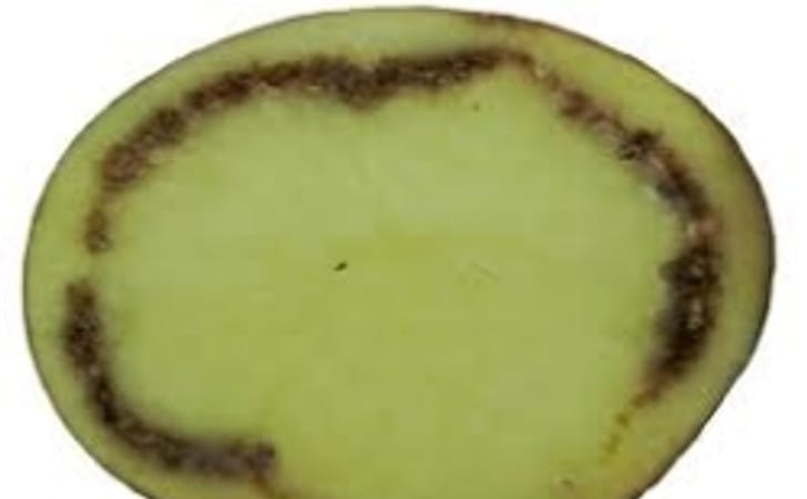 Focus on Potato Talk Teaches Bacterial Ring Rot Sanitation | PotatoPro
