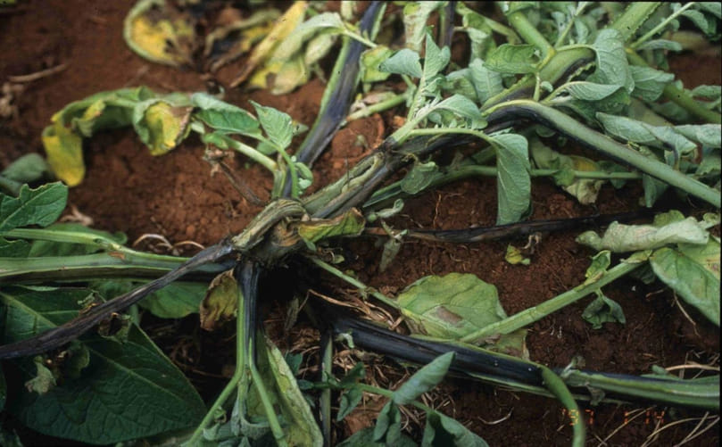 Potato Blackleg and Tuber Soft Rot: Disease Symptoms Potato Blackleg and Tuber Soft Rot: Disease Symptoms