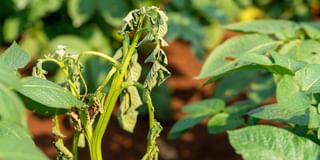 Bacterial Wilt Bacterial Wilt