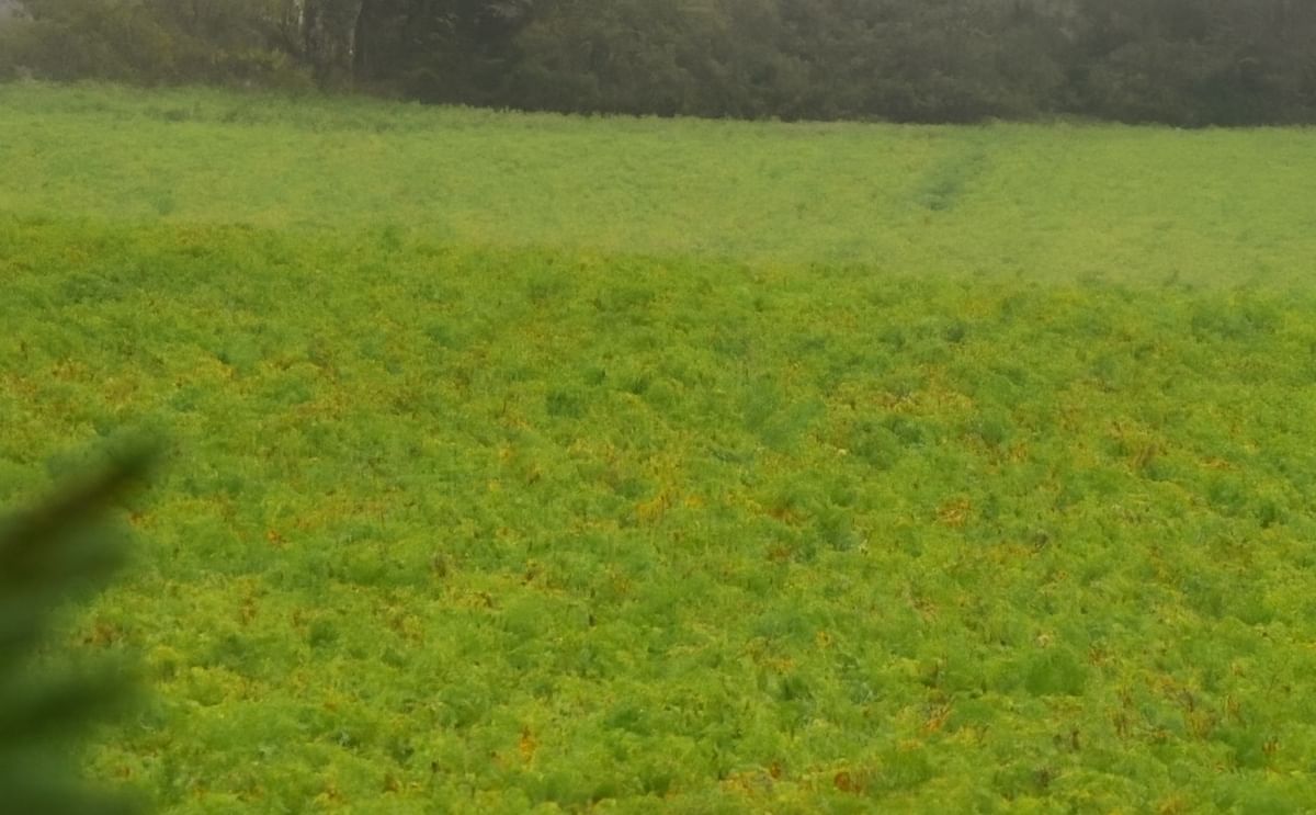 More bad weather? Potato farmers will take a rain check More bad weather? Potato farmers will take a rain check