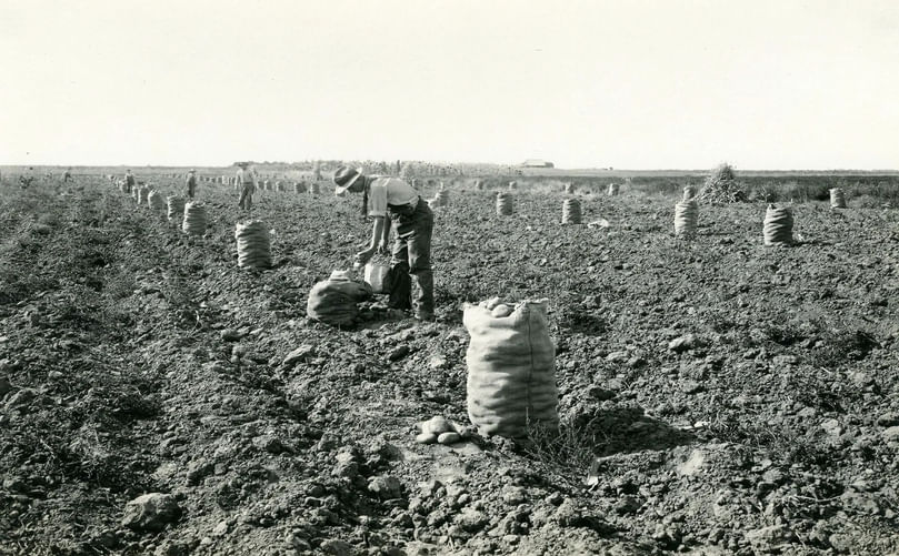 Pre-agricultural revolution farmhand manually harvesting and bagging potatoes in Idaho.