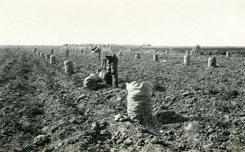 Pre-agricultural revolution farmhand manually harvesting and bagging potatoes in Idaho. Pre-agricultural revolution farmhand manually harvesting and bagging potatoes in Idaho.