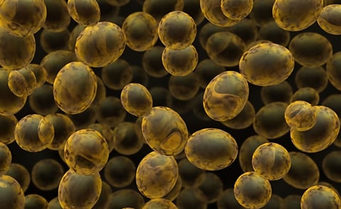 Bakers Yeast (3D rendered illustration) Bakers Yeast (3D rendered illustration)