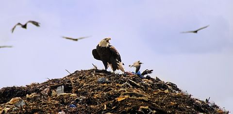 15 Major U.S. Companies Pledge 50 Percent Reduction in Food Loss and Waste