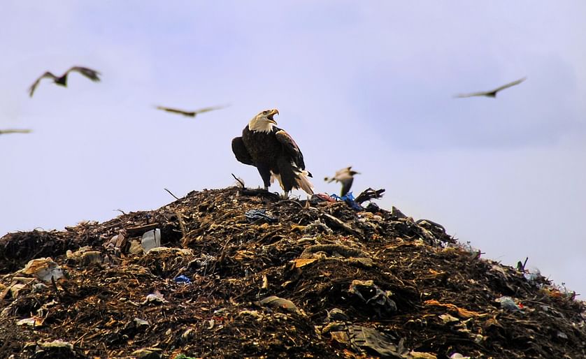 Bald Eagle at Tomoka Landfill, South Daytona Beach (Courtesy: Andrea Westmoreland)