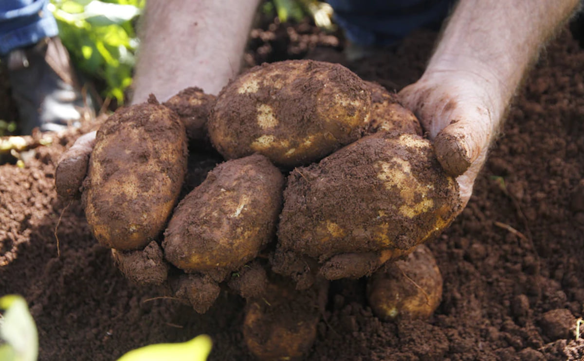 Ballarat potato growers ask McCain Foods for 78 percent price increase Ballarat potato growers ask McCain Foods for 78 percent price increase