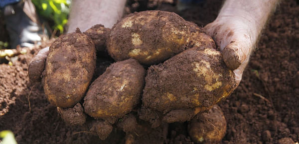 Ballarat potato growers ask McCain Foods for 78 percent price increase