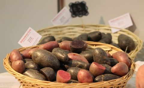 In November 2015 Ballymakenny Farm Heritage Potatoes showed off their Irish grown purple potatoes at the Bite 2015 Food Festival in Dublin, Ireland (Courtesy: magnumlady.com) In November 2015 Ballymakenny Farm Heritage Potatoes showed off their Irish grown purple potatoes at the Bite 2015 Food Festival in Dublin, Ireland (Courtesy: magnumlady.com)