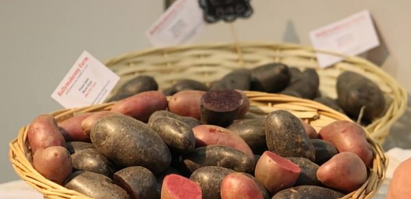 Violetta Heritage Potatoes a hit with chefs in Ireland