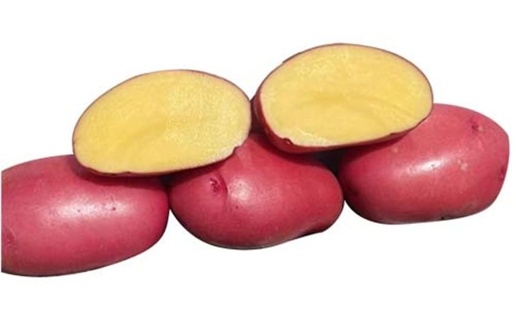 BALTIC FIRE BALTIC FIRE