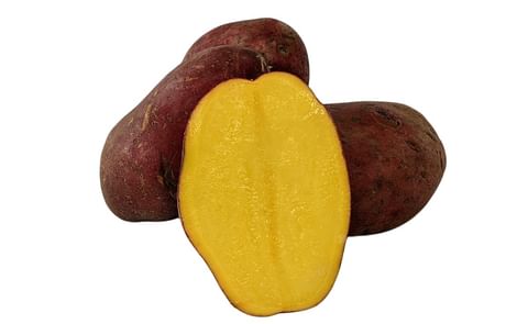 BALTIC ROSE BALTIC ROSE