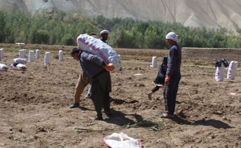 The potato harvest in the Bamyan province of Afghanistan is expected to reach 370.000 tons this year The potato harvest in the Bamyan province of Afghanistan is expected to reach 370.000 tons this year