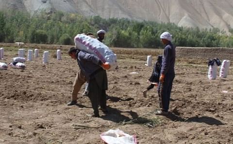The potato harvest in the Bamyan province of Afghanistan is expected to reach 370.000 tons this year