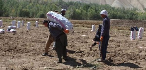 Potato harvest in the Bamyan province of Afghanistan to reach 370.000 tons