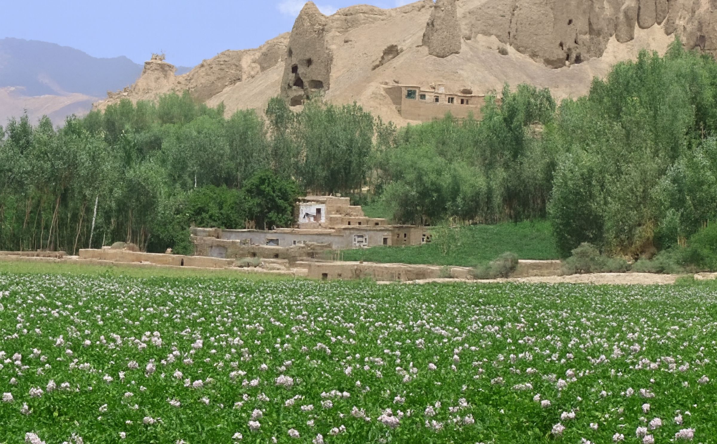 Potato production in Bamyan, Afghanistan increases 15 percent to 350,000 tonnes this year
